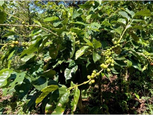 Cortijo de alto standing en venta Boquete, Panamá