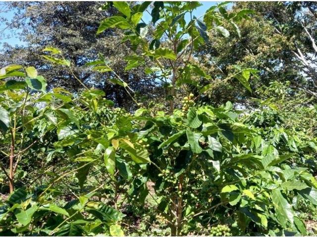 Cortijo de alto standing en venta Boquete, Panamá