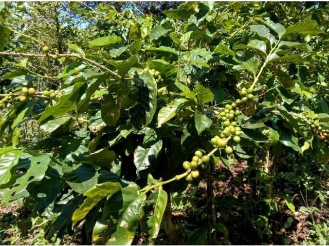 Cortijo de alto standing en venta Boquete, Panamá