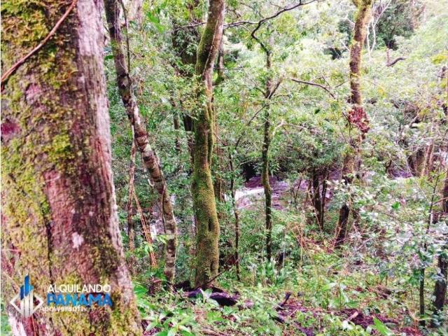 Cortijo de alto standing en venta Boquete, Panamá