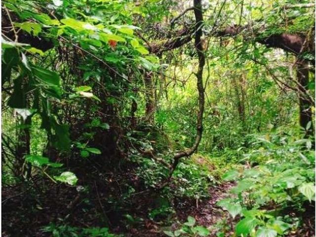 Cortijo de alto standing en venta Boquete, Panamá