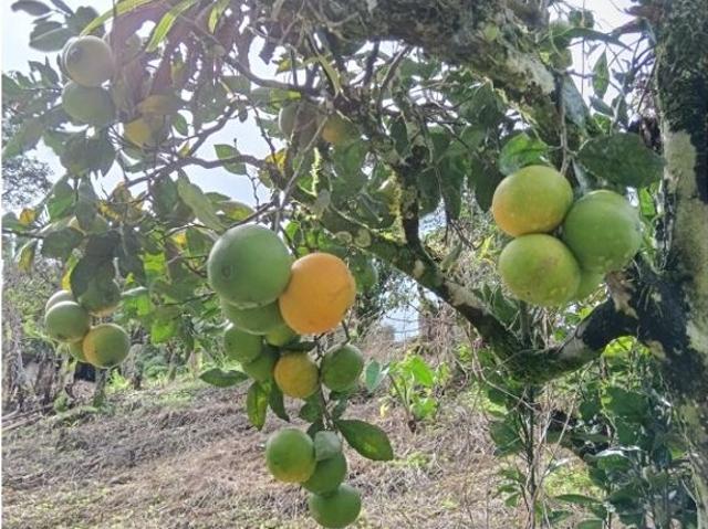 Cortijo de alto standing en venta Boquete, Provincia de Chiriquí
