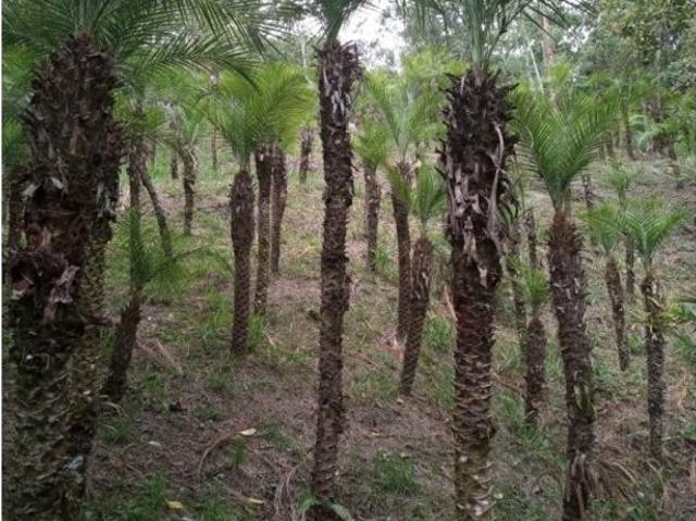 Finca en venta en Cundinamarca