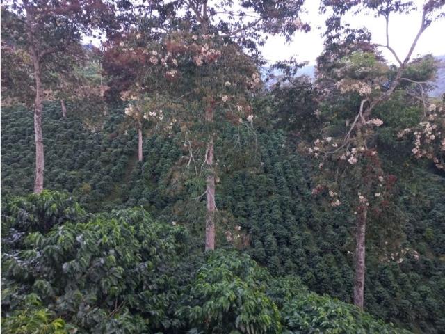 Finca en venta en Caicedonia, Valle Del Cauca