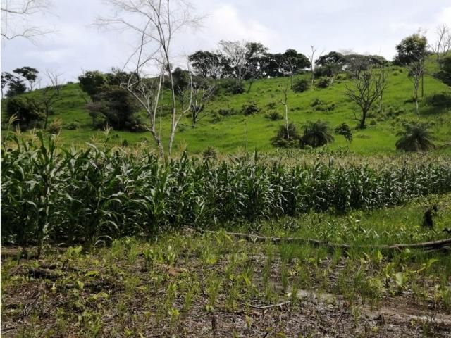 Cortijo de alto standing en venta Capira, Panamá Oeste