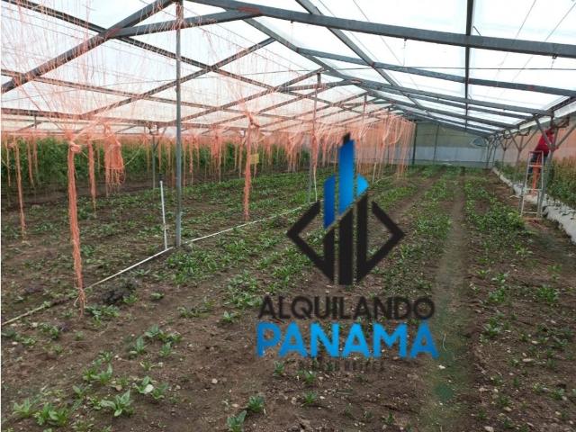 Cortijo de alto standing en venta Chiriquí, Panamá