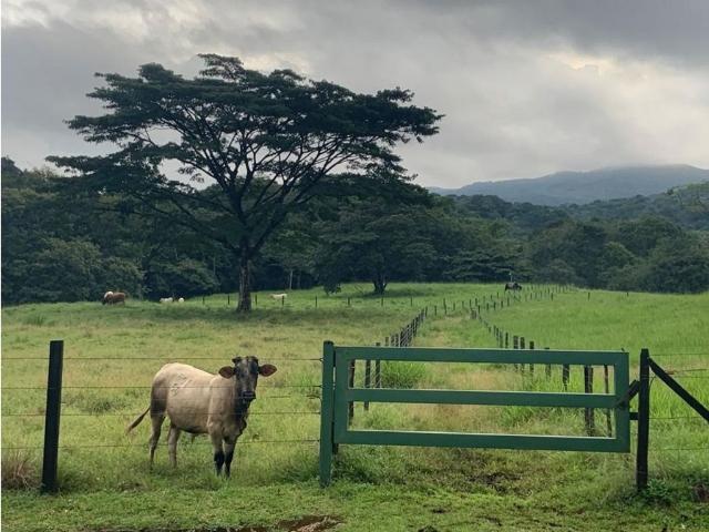 Cortijo de alto standing en venta Ciudad de Panamá, Panamá