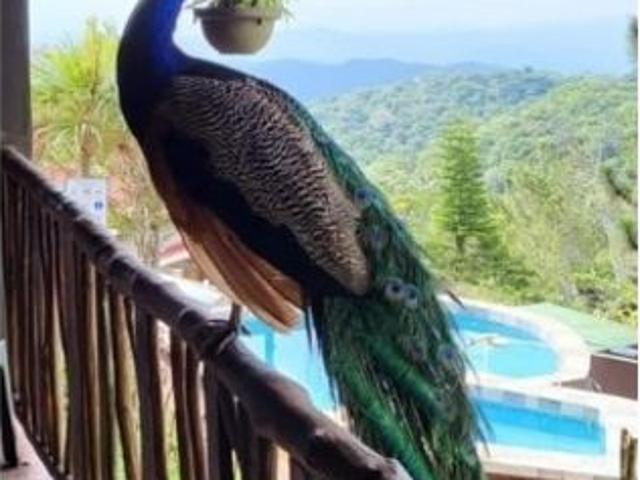 Cortijo de alto standing en venta Ciudad de Panamá, Panamá