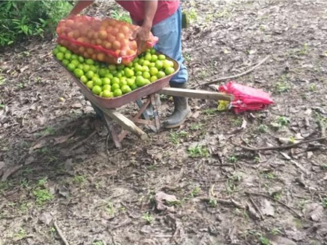 Cortijo de alto standing en venta Coclé, Provincia de Coclé