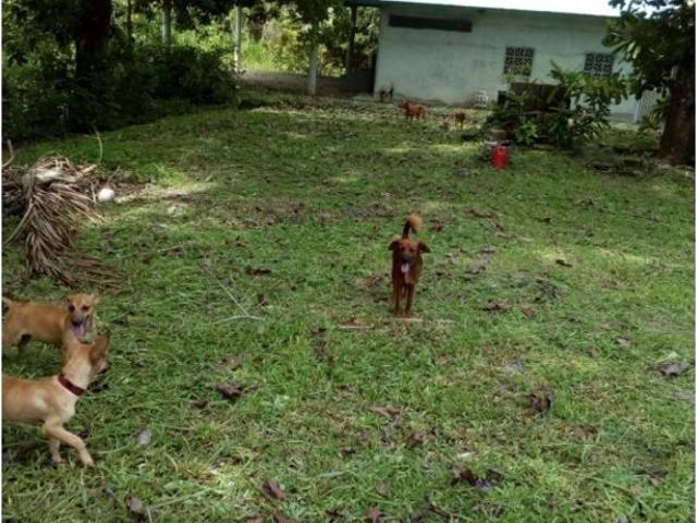 Cortijo de alto standing en venta Coclé, Provincia de Coclé