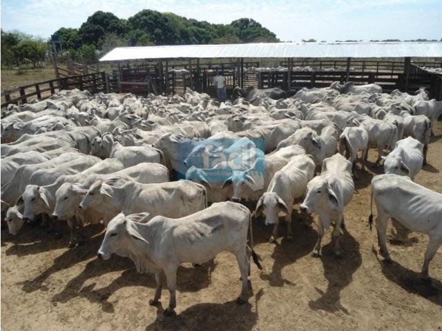 Cortijo de alto standing en venta Cumaribo, Colombia