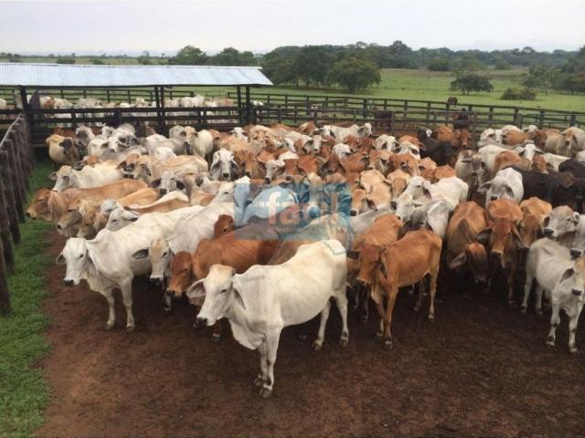 Cortijo de alto standing en venta Cumaribo, Colombia