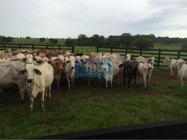 Cortijo de alto standing en venta Cumaribo, Colombia