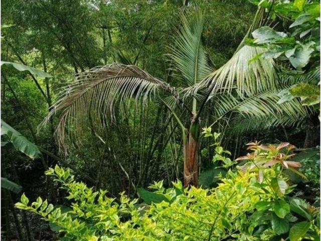 Cortijo de alto standing en venta Fusagasugá, Colombia