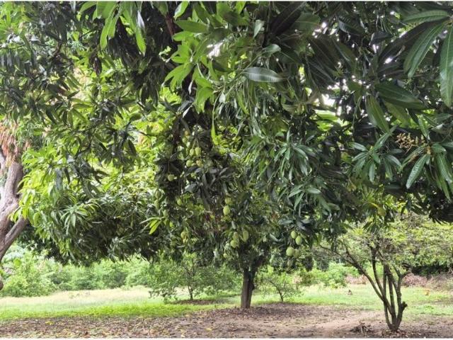 Cortijo de alto standing en venta Girardot City, Cundinamarca