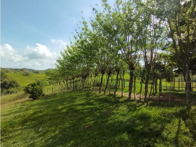 Cortijo de alto standing en venta La Chorrera, Panamá Oeste