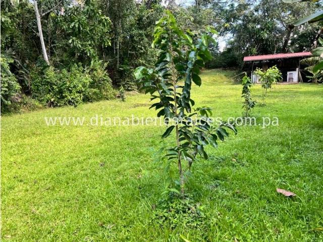 Finca venta en Arosemena, La Chorrera