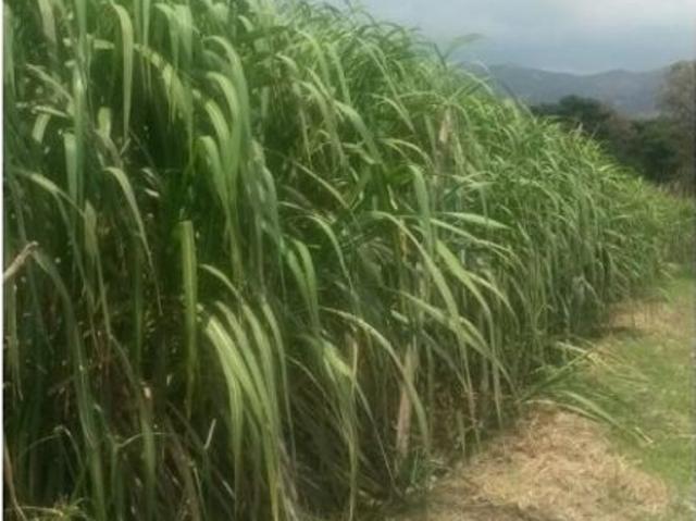 Propiedad en venta en Palavecino, Lara