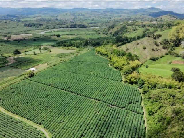 Finca en venta en La Tebaida, Valle
