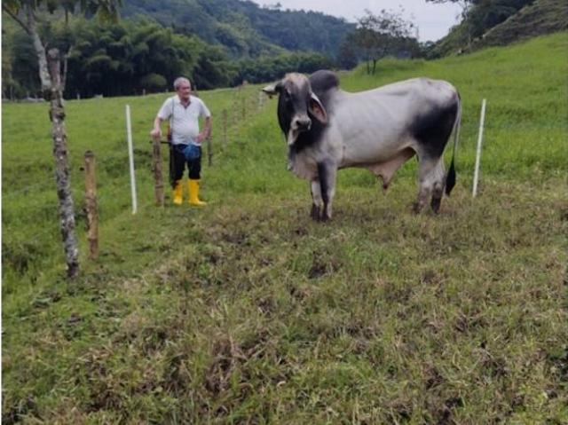 Finca en venta en Risaralda