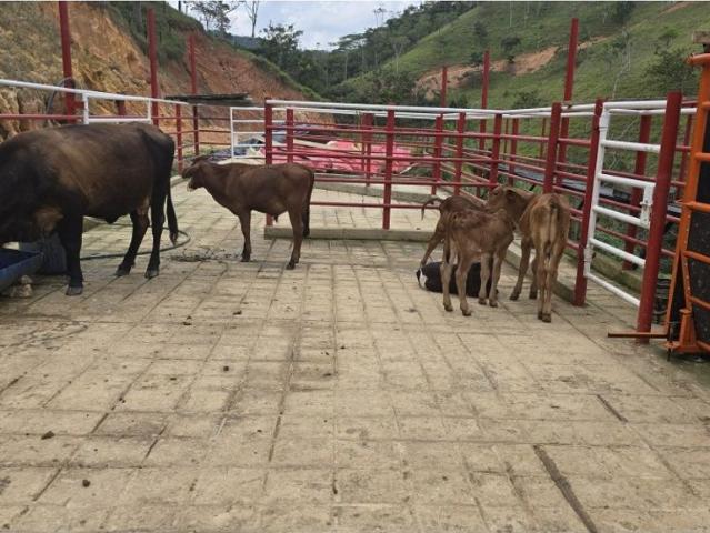 Cortijo de alto standing en venta Maceo, Colombia