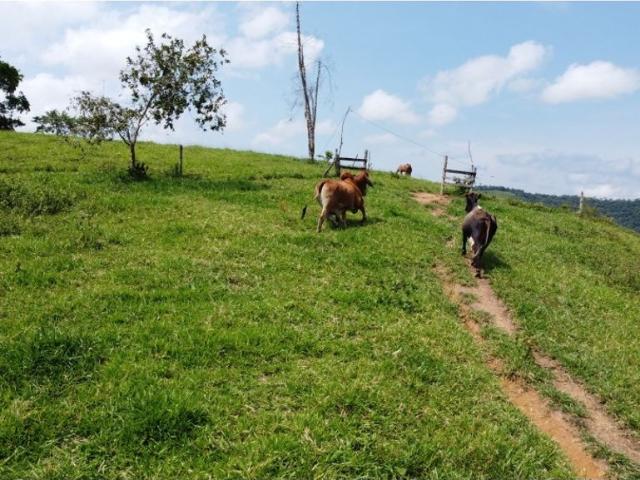 Cortijo de alto standing en venta Maceo, Colombia