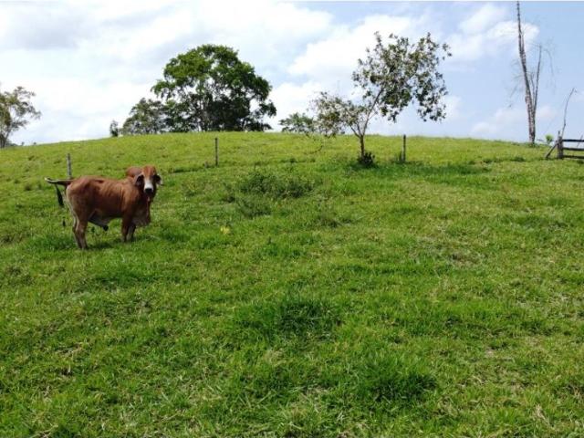 Cortijo de alto standing en venta Maceo, Colombia