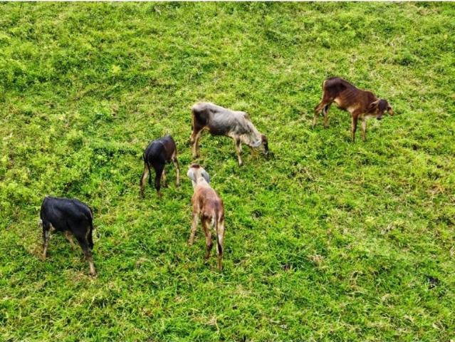 Cortijo de alto standing en venta Maceo, Departamento de Antioquia