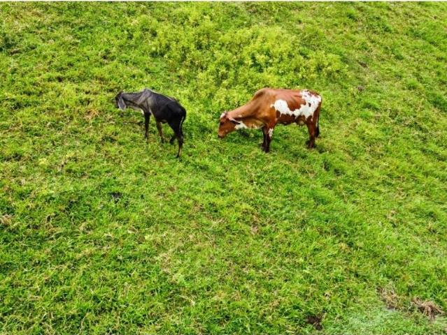 Cortijo de alto standing en venta Maceo, Departamento de Antioquia