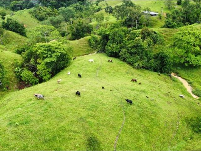 Cortijo de alto standing en venta Maceo, Departamento de Antioquia