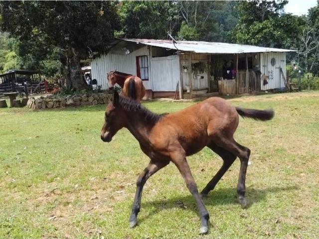 Cortijo de alto standing en venta Maceo, Departamento de Antioquia