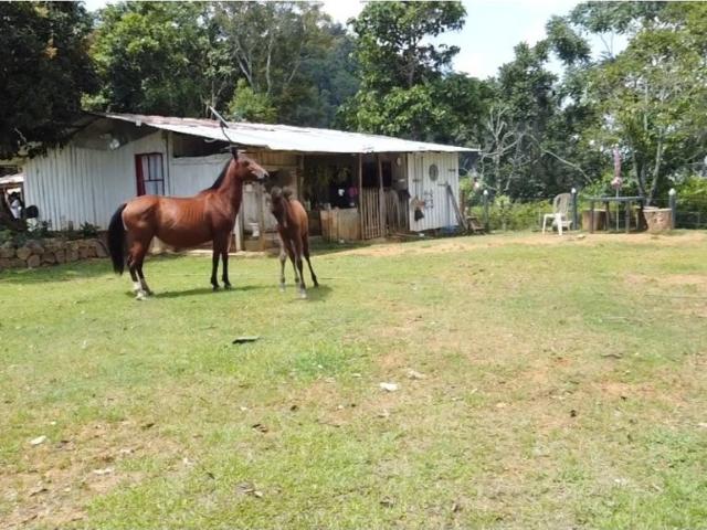 Cortijo de alto standing en venta Maceo, Departamento de Antioquia