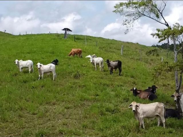 Cortijo de alto standing en venta Puerto Berrío, Colombia