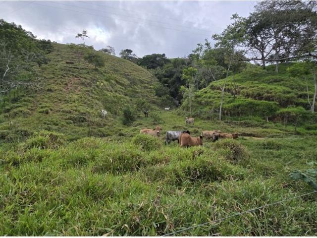 Cortijo de alto standing en venta Puerto Berrío, Colombia