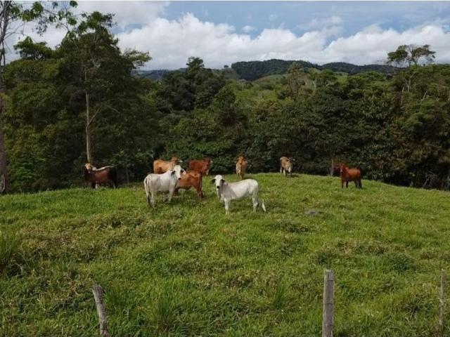 Cortijo de alto standing en venta Puerto Berrío, Colombia