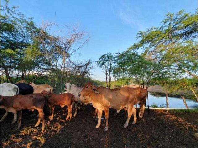 Cortijo de alto standing en venta Sabanalarga, Atlántico