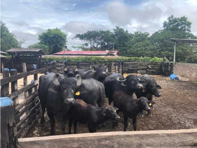 Cortijo de alto standing en venta Sabanalarga, Atlántico