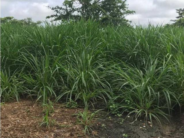 Cortijo de alto standing en venta Sabanalarga, Atlántico