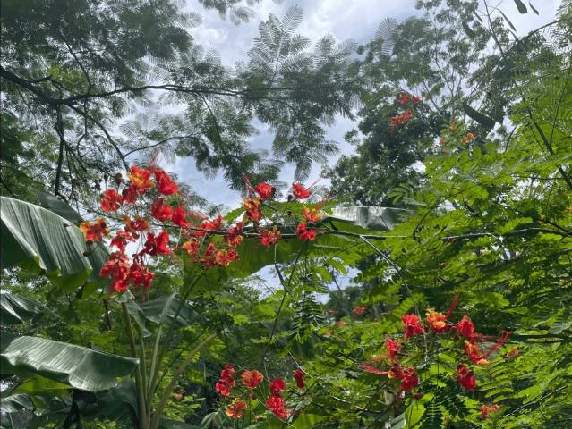 Cortijo de alto standing en venta San Carlos, Panamá Oeste