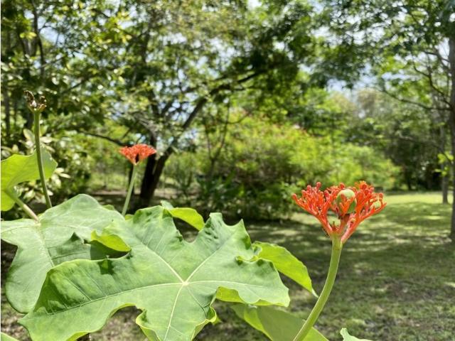 Cortijo de alto standing en venta San Carlos, Panamá Oeste