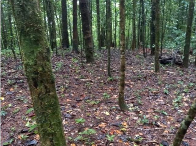 Cortijo de alto standing en venta San Isidro, Panamá