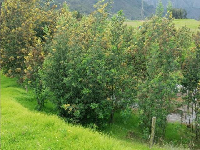 Cortijo de alto standing en venta Sesquilé, Colombia