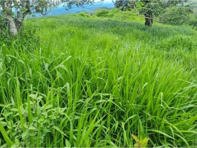 Cortijo de alto standing en venta Volcán, Provincia de Chiriquí
