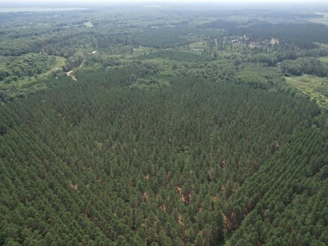 Land for sale in Todd, Minnesota