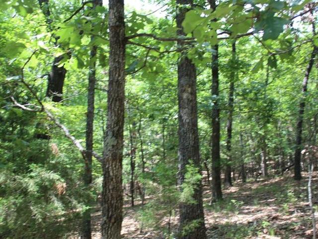 Land for sale in Theodosia, Missouri