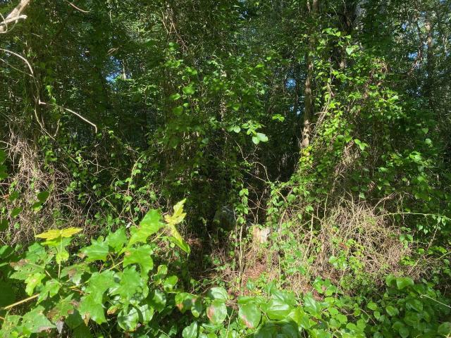 Land for sale in Tennessee