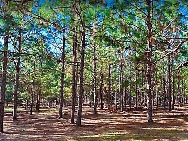 Land for sale in Newville, Alabama