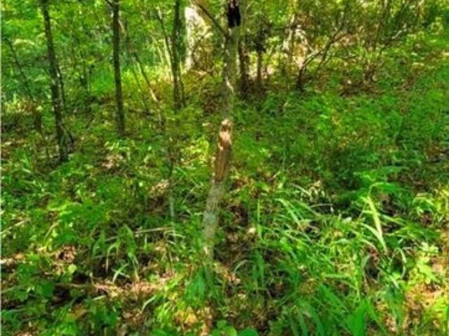Land for sale in Reynolds, Missouri