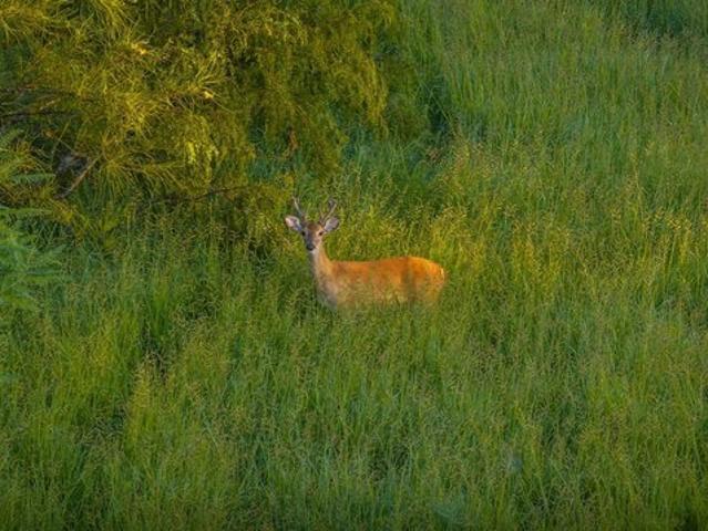 Land for sale in Robstown, Texas