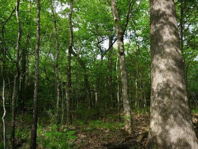 Land for sale in Henderson, Texas